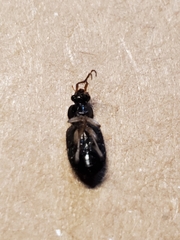Loricera