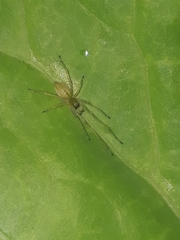 Cheiracanthium