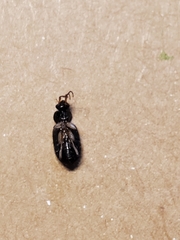 Loricera