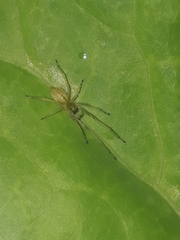 Cheiracanthium