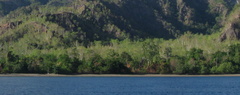 Eucalyptus alba