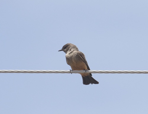 Say's Phoebe