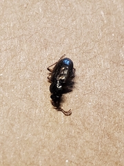 Loricera