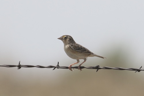 Grasshopper Sparrow