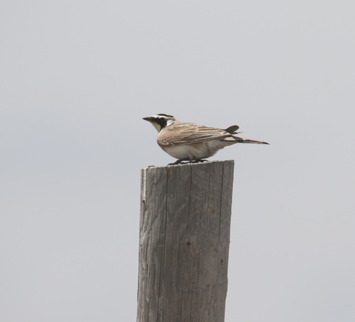 Horned Lark