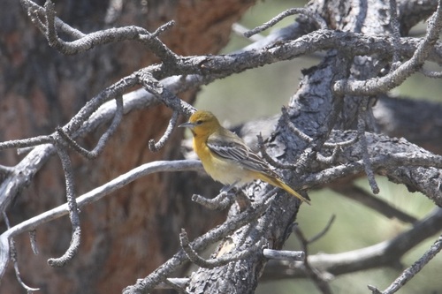 Bullock's Oriole