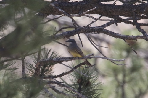Cassin's Kingbird