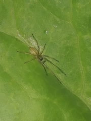 Cheiracanthium