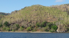 Eucalyptus alba