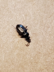 Loricera