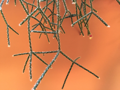 Rhipsalis pilocarpa