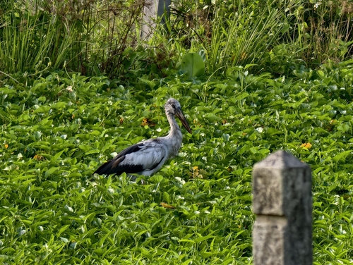 Asian Openbill