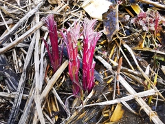 Jacobaea cannabifolia
