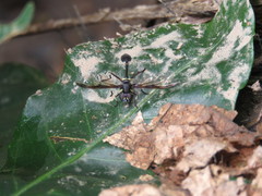 Salpingogaster