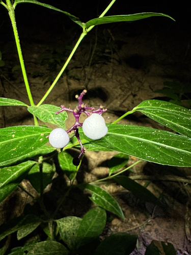 nodding wild coffee