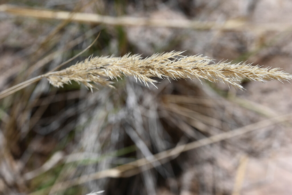 Jones' reedgrass