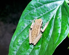 Boana prasina