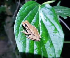 Boana prasina