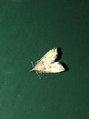 Diplopseustis perieresalis