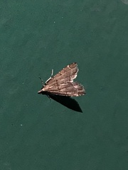 Diplopseustis perieresalis