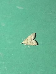 Diplopseustis perieresalis