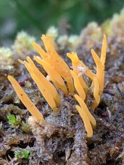 Calocera guepinioides