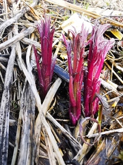 Jacobaea cannabifolia