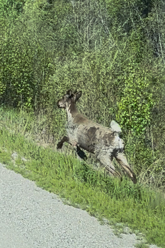 Woodland Caribou observed by byronblyth