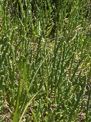 Arthroceras subterminale