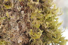 Neckera pennata image