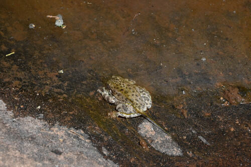 Canyon Tree Frog photographed in Colorado