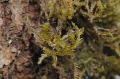 Neckera pennata image
