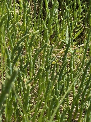 Arthroceras subterminale