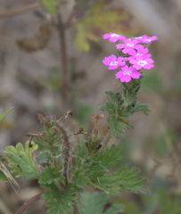 Glandularia polyantha