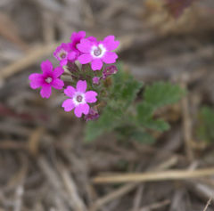 Glandularia polyantha