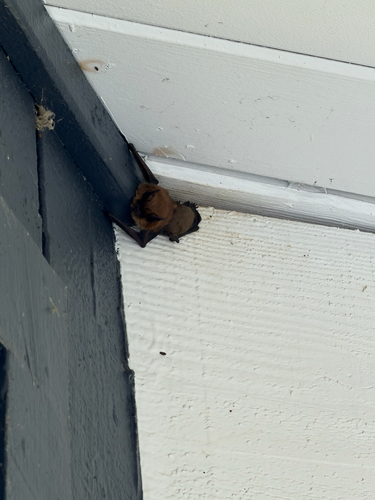 Big Brown Bat observed by ibeach330