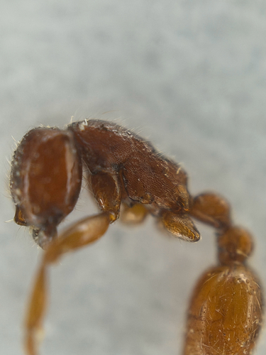 Neivamyrmex nigrescens