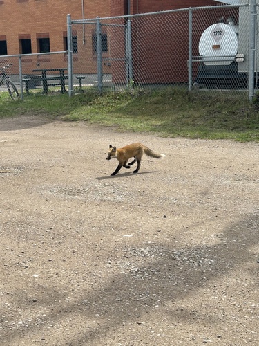 Red Fox