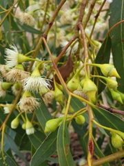 Eucalyptus leucoxylon leucoxylon