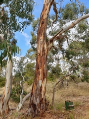 Eucalyptus leucoxylon leucoxylon