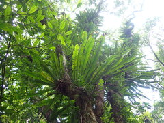 Aspleniaceae