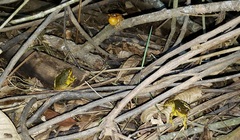 Boana prasina