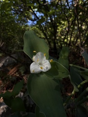 Tradescantia brevifolia, photograph (c) Andrea Villarreal Rodríguez, some rights reserved (CC BY)