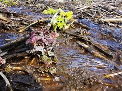 Urtica platyphylla