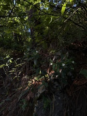 Tradescantia brevifolia, photograph (c) Andrea Villarreal Rodríguez, some rights reserved (CC BY)