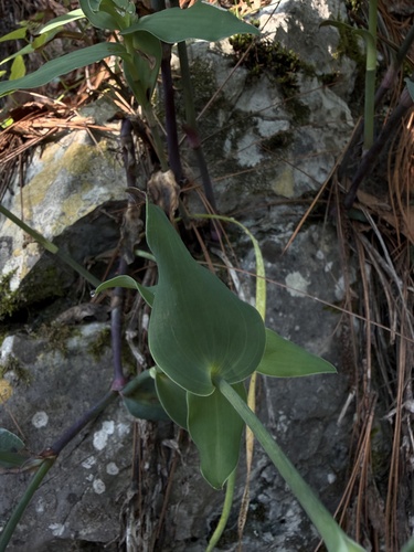 Tradescantia brevifolia, photograph 4