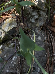 Tradescantia brevifolia, photograph (c) Andrea Villarreal Rodríguez, some rights reserved (CC BY)