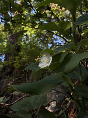 Tradescantia brevifolia, photograph 5