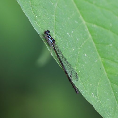 Fragile Forktail