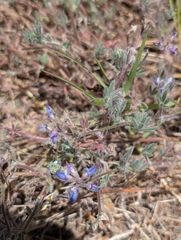 Lupinus concinnus, photograph (c) Aaron Kreisberg, some rights reserved (CC BY)